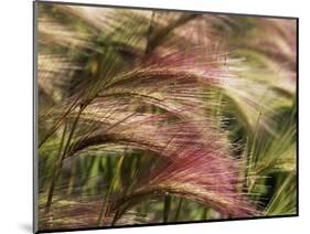 Foxtail Barley, Banff NP, Alberta, Canada-Stuart Westmorland-Mounted Photographic Print