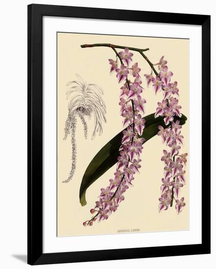 Foxtail Orchids, A?des Lobbii-John Nugent Fitch-Framed Giclee Print