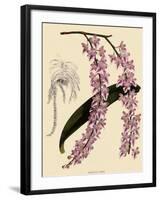 Foxtail Orchids, A?des Lobbii-John Nugent Fitch-Framed Giclee Print