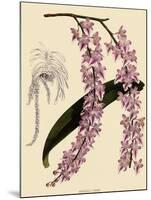 Foxtail Orchids, A?des Lobbii-John Nugent Fitch-Mounted Giclee Print