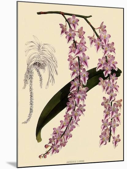 Foxtail Orchids, A?des Lobbii-John Nugent Fitch-Mounted Giclee Print