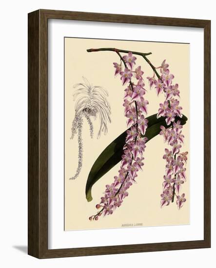 Foxtail Orchids, A?des Lobbii-John Nugent Fitch-Framed Giclee Print