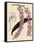 Foxtail Orchids, A?des Lobbii-John Nugent Fitch-Framed Stretched Canvas