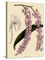Foxtail Orchids, A?des Lobbii-John Nugent Fitch-Stretched Canvas
