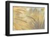 Foxtail-Assaf Frank-Framed Giclee Print