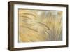 Foxtail-Assaf Frank-Framed Giclee Print