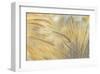 Foxtail-Assaf Frank-Framed Giclee Print