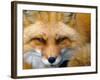 Foxy Lady-Alain Turgeon-Framed Photographic Print