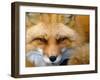 Foxy Lady-Alain Turgeon-Framed Premium Photographic Print