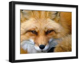 Foxy Lady-Alain Turgeon-Framed Premium Photographic Print