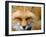 Foxy Lady-Alain Turgeon-Framed Premium Photographic Print