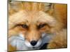 Foxy Lady-Alain Turgeon-Mounted Premium Photographic Print