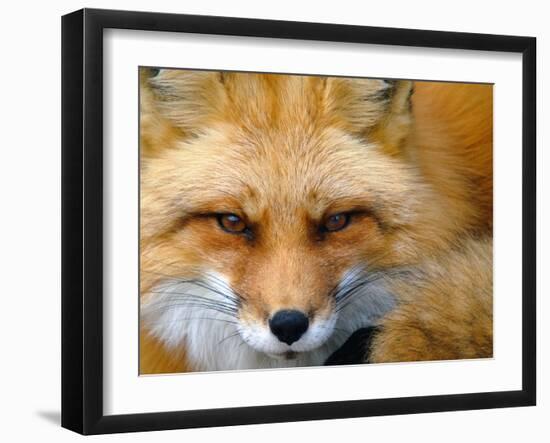 Foxy Lady-Alain Turgeon-Framed Photographic Print