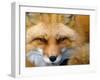 Foxy Lady-Alain Turgeon-Framed Photographic Print