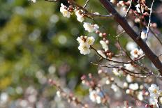 White Plum Blossoms.-fpdress-Photographic Print