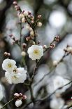 White Plum Blossoms.-fpdress-Photographic Print