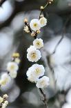 White Plum Blossoms.-fpdress-Photographic Print