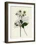 Fragaria Elatior Hautbois Strawberry-null-Framed Giclee Print