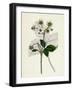 Fragaria Elatior Hautbois Strawberry-null-Framed Giclee Print