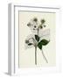 Fragaria Elatior Hautbois Strawberry-null-Framed Giclee Print