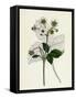 Fragaria Elatior Hautbois Strawberry-null-Framed Stretched Canvas