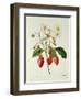 Fragaria (Strawberry), Engraved by Chapuis, from 'Choix Des Plus Belles Fleurs', 1827-33-Pierre-Joseph Redouté-Framed Premium Giclee Print