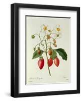 Fragaria (Strawberry), Engraved by Chapuis, from 'Choix Des Plus Belles Fleurs', 1827-33-Pierre-Joseph Redouté-Framed Premium Giclee Print