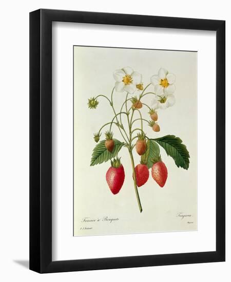 Fragaria (Strawberry), Engraved by Chapuis, from 'Choix Des Plus Belles Fleurs', 1827-33-Pierre-Joseph Redouté-Framed Premium Giclee Print