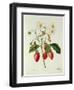 Fragaria (Strawberry), Engraved by Chapuis, from 'Choix Des Plus Belles Fleurs', 1827-33-Pierre-Joseph Redouté-Framed Premium Giclee Print