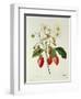 Fragaria (Strawberry), Engraved by Chapuis, from 'Choix Des Plus Belles Fleurs', 1827-33-Pierre-Joseph Redouté-Framed Premium Giclee Print