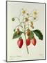 Fragaria (Strawberry), Engraved by Chapuis, from 'Choix Des Plus Belles Fleurs', 1827-33-Pierre-Joseph Redouté-Mounted Premium Giclee Print