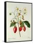 Fragaria (Strawberry), Engraved by Chapuis, from 'Choix Des Plus Belles Fleurs', 1827-33-Pierre-Joseph Redouté-Framed Stretched Canvas