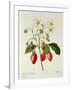 Fragaria (Strawberry), Engraved by Chapuis, from 'Choix Des Plus Belles Fleurs', 1827-33-Pierre-Joseph Redouté-Framed Giclee Print