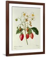 Fragaria (Strawberry), Engraved by Chapuis, from 'Choix Des Plus Belles Fleurs', 1827-33-Pierre-Joseph Redouté-Framed Giclee Print