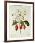 Fragaria (Strawberry), Engraved by Chapuis, from 'Choix Des Plus Belles Fleurs', 1827-33-Pierre-Joseph Redouté-Framed Giclee Print