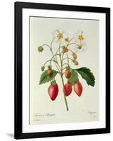 Fragaria (Strawberry), Engraved by Chapuis, from 'Choix Des Plus Belles Fleurs', 1827-33-Pierre-Joseph Redouté-Framed Giclee Print