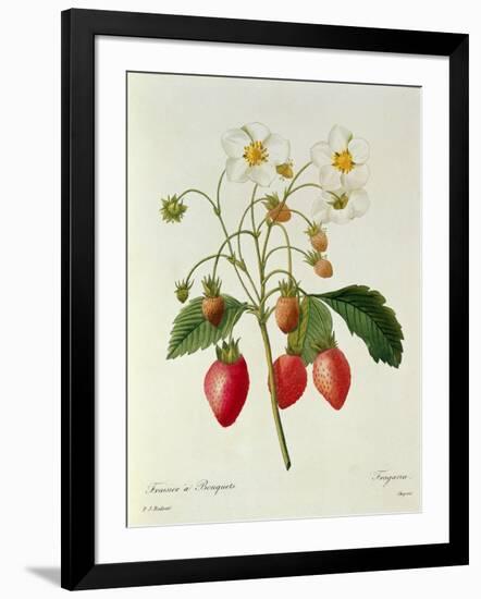 Fragaria (Strawberry), Engraved by Chapuis, from 'Choix Des Plus Belles Fleurs', 1827-33-Pierre-Joseph Redouté-Framed Giclee Print