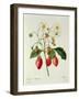 Fragaria (Strawberry), Engraved by Chapuis, from 'Choix Des Plus Belles Fleurs', 1827-33-Pierre-Joseph Redouté-Framed Giclee Print