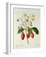 Fragaria (Strawberry), Engraved by Chapuis, from 'Choix Des Plus Belles Fleurs', 1827-33-Pierre-Joseph Redouté-Framed Giclee Print