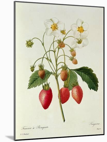 Fragaria (Strawberry), Engraved by Chapuis, from 'Choix Des Plus Belles Fleurs', 1827-33-Pierre-Joseph Redouté-Mounted Giclee Print