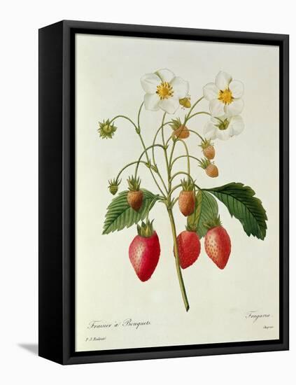 Fragaria (Strawberry), Engraved by Chapuis, from 'Choix Des Plus Belles Fleurs', 1827-33-Pierre-Joseph Redouté-Framed Stretched Canvas