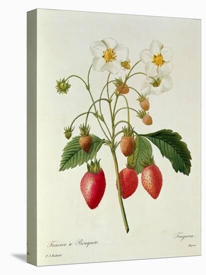 Fragaria (Strawberry), Engraved by Chapuis, from 'Choix Des Plus Belles Fleurs', 1827-33-Pierre-Joseph Redouté-Stretched Canvas