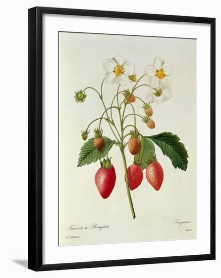 Fragaria (Strawberry), Engraved by Chapuis, from 'Choix Des Plus Belles Fleurs', 1827-33-Pierre-Joseph Redouté-Framed Premium Giclee Print