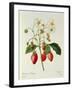 Fragaria (Strawberry), Engraved by Chapuis, from 'Choix Des Plus Belles Fleurs', 1827-33-Pierre-Joseph Redouté-Framed Premium Giclee Print