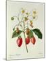 Fragaria (Strawberry), Engraved by Chapuis, from 'Choix Des Plus Belles Fleurs', 1827-33-Pierre-Joseph Redouté-Mounted Premium Giclee Print