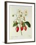 Fragaria (Strawberry), Engraved by Chapuis, from 'Choix Des Plus Belles Fleurs', 1827-33-Pierre-Joseph Redouté-Framed Giclee Print