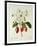 Fragaria (Strawberry), Engraved by Chapuis, from 'Choix Des Plus Belles Fleurs', 1827-33-Pierre-Joseph Redouté-Framed Giclee Print