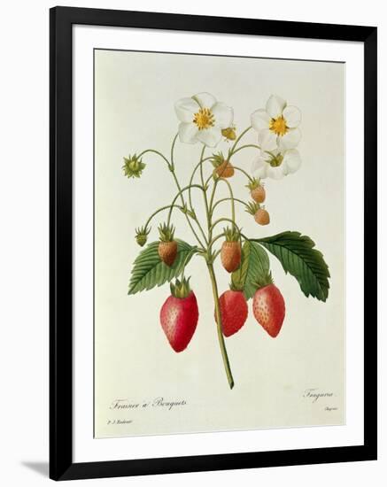 Fragaria (Strawberry), Engraved by Chapuis, from 'Choix Des Plus Belles Fleurs', 1827-33-Pierre-Joseph Redouté-Framed Giclee Print