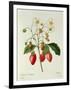 Fragaria (Strawberry), Engraved by Chapuis, from 'Choix Des Plus Belles Fleurs', 1827-33-Pierre-Joseph Redouté-Framed Giclee Print