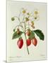 Fragaria (Strawberry), Engraved by Chapuis, from 'Choix Des Plus Belles Fleurs', 1827-33-Pierre-Joseph Redouté-Mounted Giclee Print